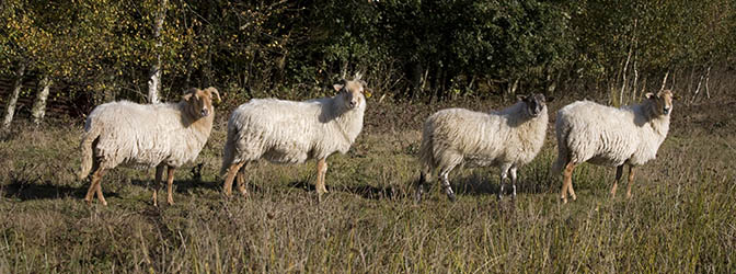 Schapen bij Veenpark Drenthe